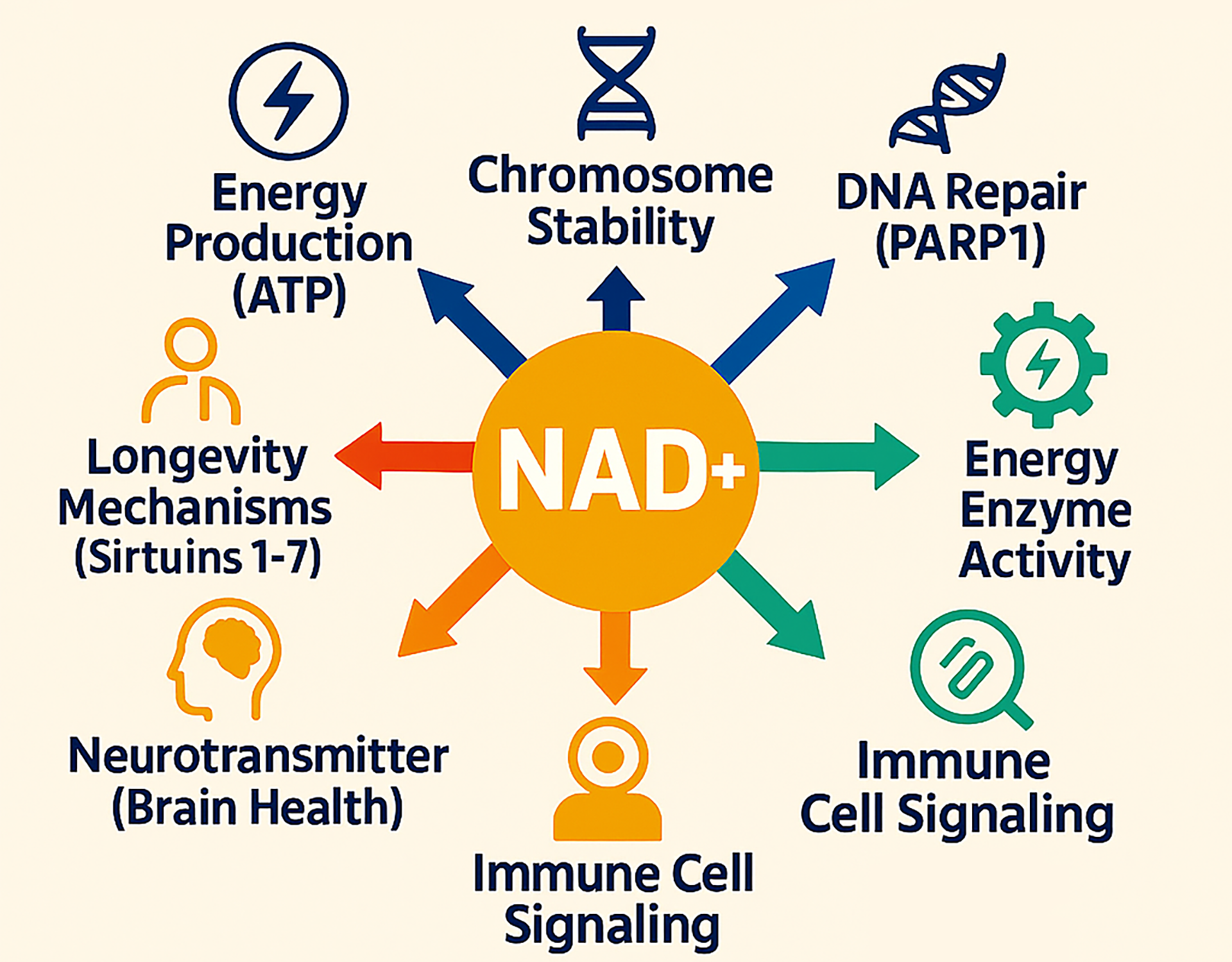 Hormone Replacement Therapy Lakeland FLorida - Nad Therapy Lakeland Florida